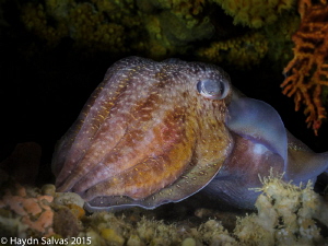 First cuttlefish for the year on a ripping current wall d... by Haydn Salvas 